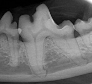 Tooth Extraction Complications in Dogs and Cats