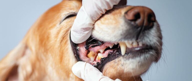 Current Concepts in Periodontal Disease