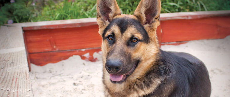 Whipworms in Dogs