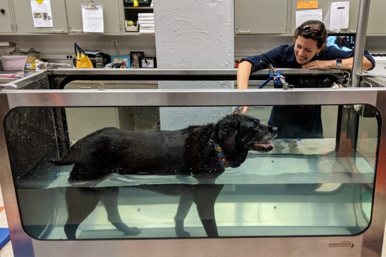 Physical Rehabilitation at Veterinary College Enhances Petsā Quality of Life