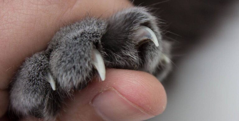 VCA Stops Elective Declaw Surgeries Nationwide