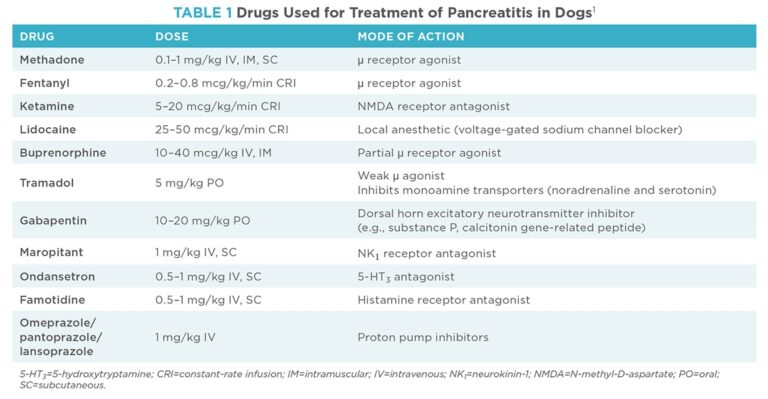 Pancreatitis in Dogs: Treatment and Follow-Up Care