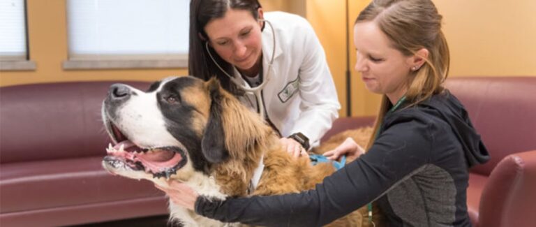Canopy Animal Health Continues CBD Product Development