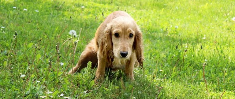 New Canine UTI Therapy Could Reduce Risk of Antibiotic-Resistant Bacteria