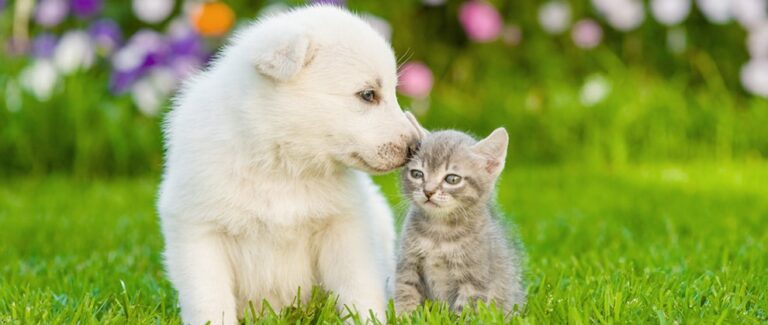 Global Health Organizations: No COVID-19 Detected in Cats and Dogs