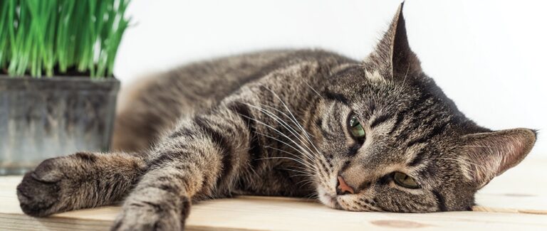 Maropitant Use in Cats