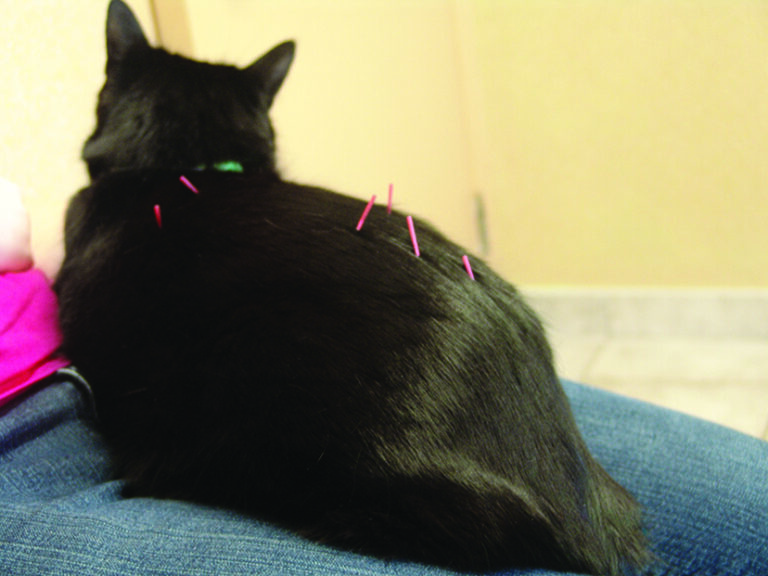Managing the Pain of Feline Degenerative Joint Disease
