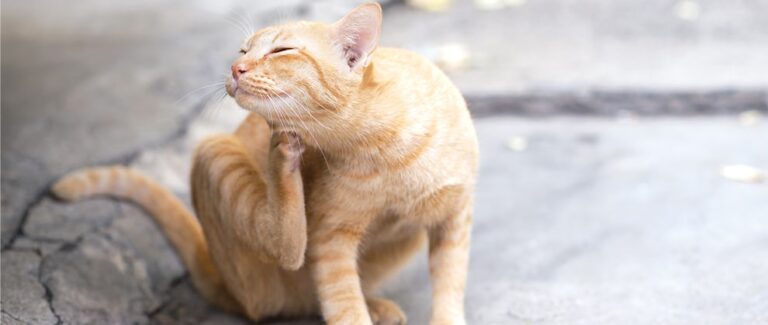 Cytauxzoonosis in Cats