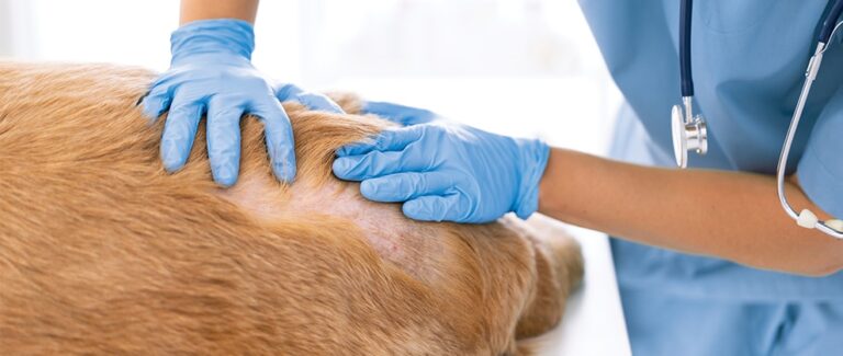 Diagnostic Approach to the Pruritic Dog