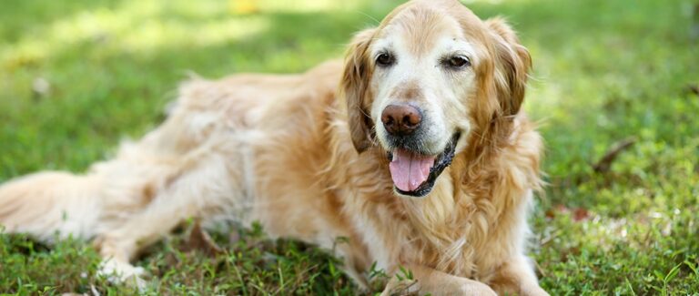 A New Approach to Treatment of CHF in Dogs