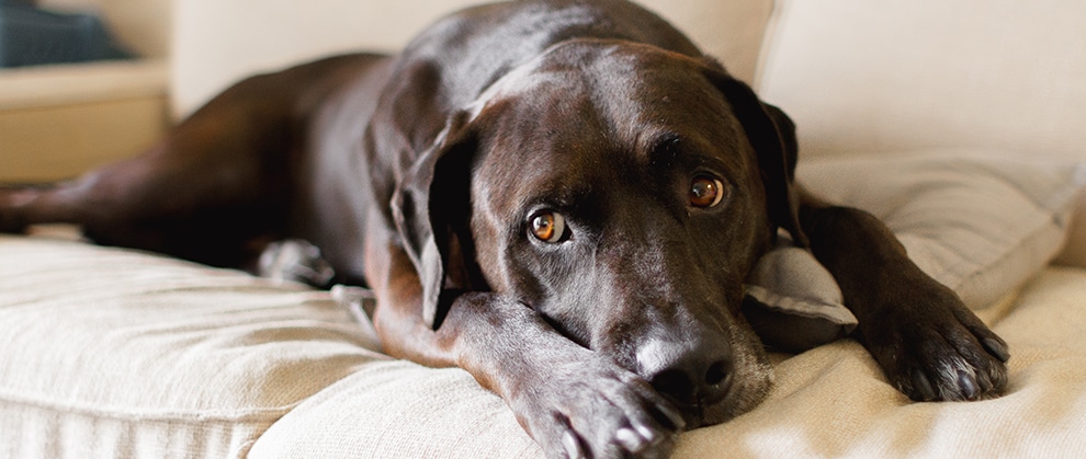 Signs of Cancer in Your Pets - Featured Image