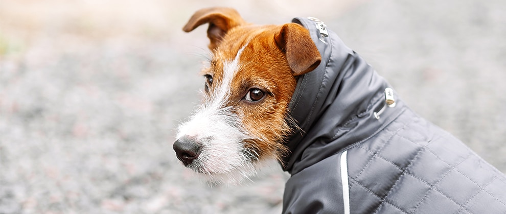 Winter Weather Safety Tips for Dogs - Featured Image