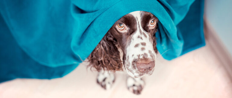 Keep Your Pets Stress-Free During Fireworks Season