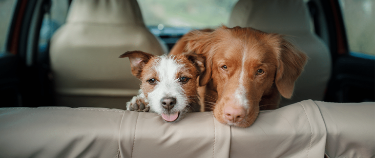 Causes and Treatment of Motion Sickness in a Dog