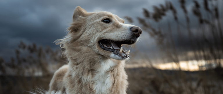 Do You Have a Disaster Plan for Your Pet?