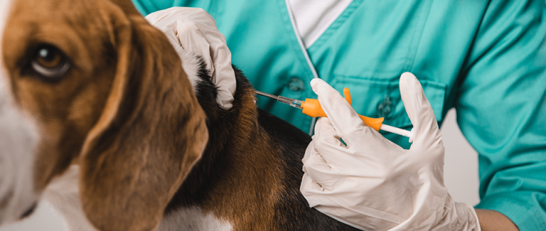 May is National Chip Your Pet Month: How and Why You Should Do It