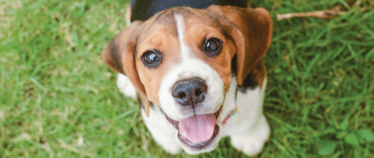 Heartworm Disease in Dogs