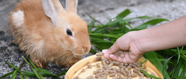 Down the Rabbit Hole: Tips for Owning a Pet Rabbit