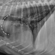 Figure 2. Thoracic radiographs showing (A) an enlarged aorta (dashed line)