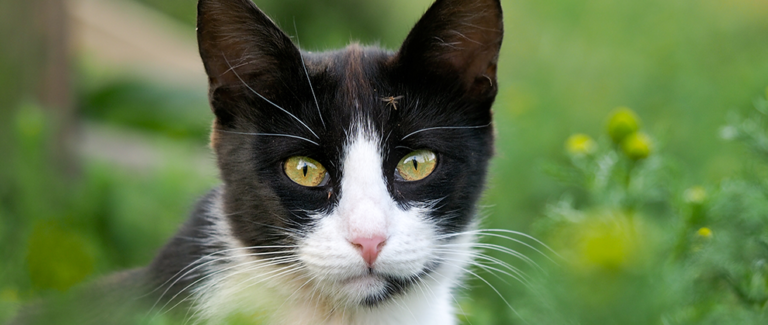 Heartworm Disease in Cats