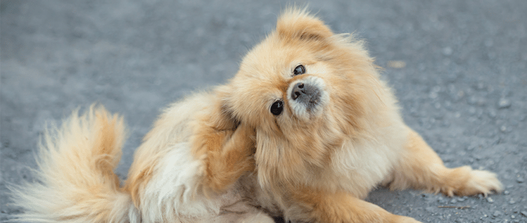 Canine Tapeworms