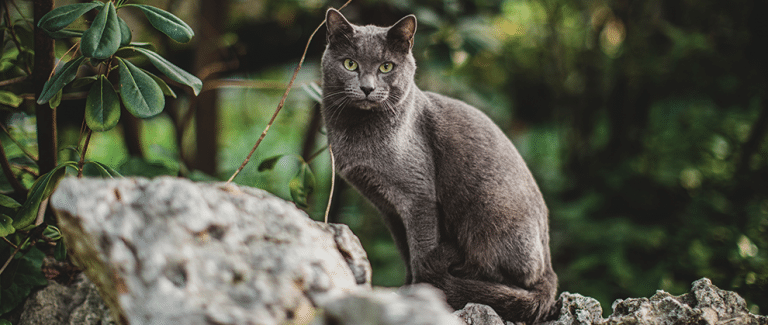 Nasal Deformity and Obstruction and Hiatal Herniation in a Cat After Juvenile Nasal Cuterebriasis