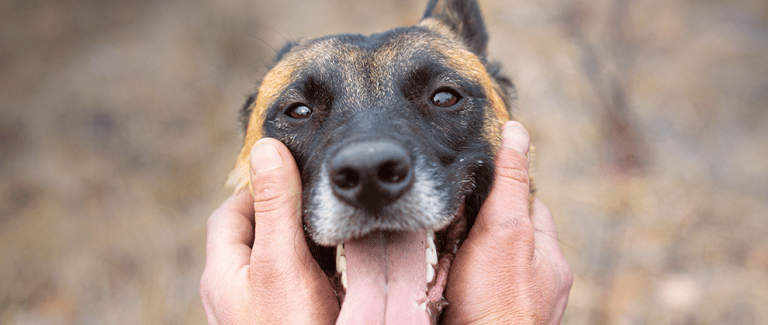 The Aging Canine Eye: What to Look for and How to Intervene