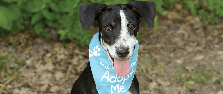Parasitology in the Animal Shelter