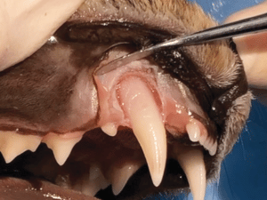 Cat Tooth Removed Oral Surgery to Remove Teeth in Cats | Today's Veterinary Practice
