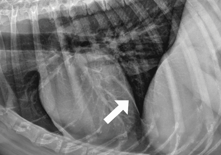 Pulmonary Edema Dogs Pulmonary Edema Dogs