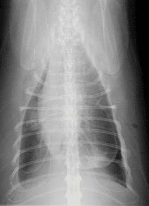 Radiographic Diagnosis of Pleural Effusion and Pulmonary Edema in Dogs ...