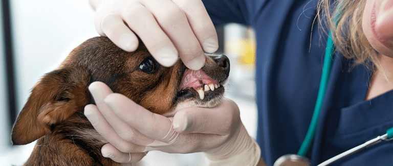 The Use of Antibiotics in Veterinary Dentistry