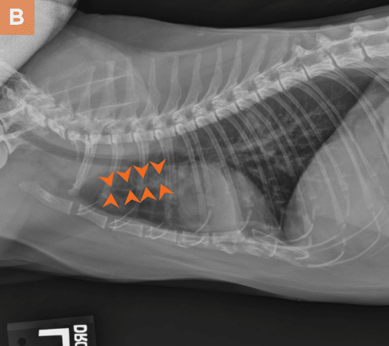 Radiographic Features Of Pulmonary Hypertension In Dogs And Cats Radiographic Features Of Pulmonary Hypertension In Dogs And Cats