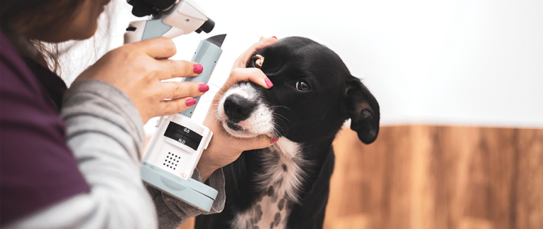 Corneal Edema: How to Approach a Blue Eye
