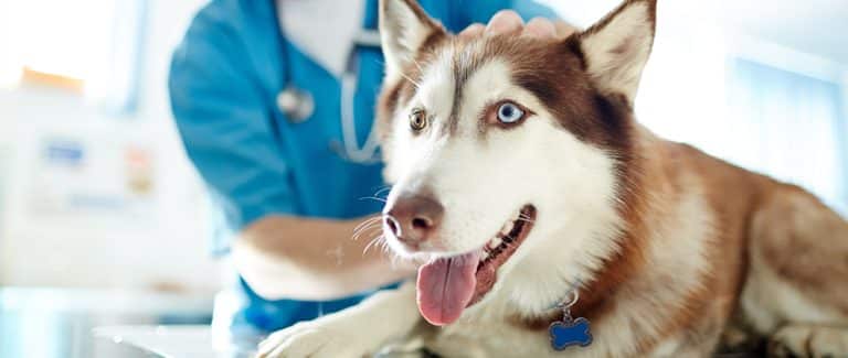 Combating Parasites: The Critical Role of Veterinary Compliance in Protecting Pets