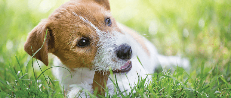 The Benefits and Risks of Chew Treats