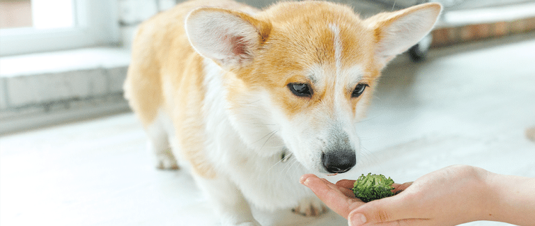 Nutritional Management of Patients with Neoplasia
