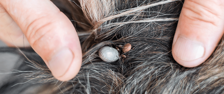 Diagnosing and Managing Anaplasma Infection in Dogs