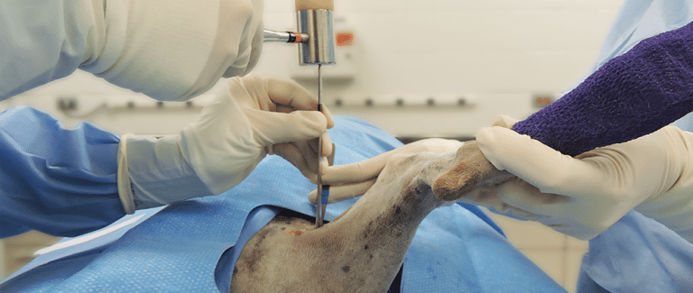 Ventral Femoral Head and Neck Ostectomy: An Alternative Approach to a Common Surgery