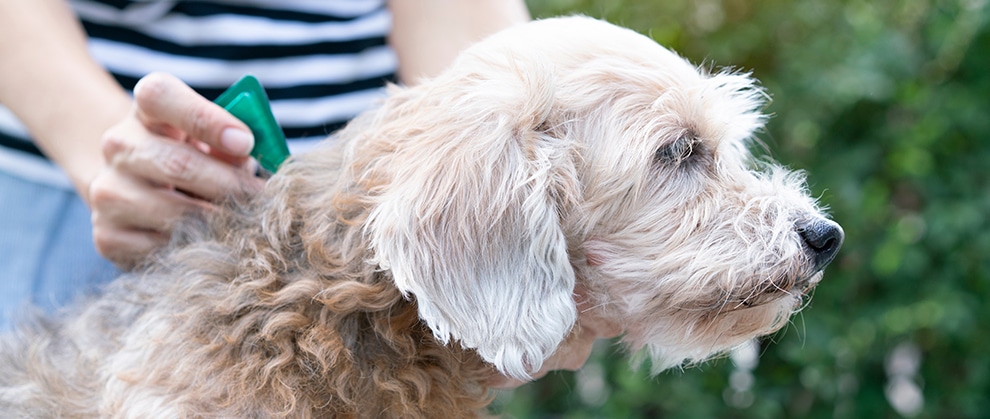 Chasing Zero Together as a Profession: Tips for Implementing Heartworm Reduction Initiatives at Your Hospital - Featured Image