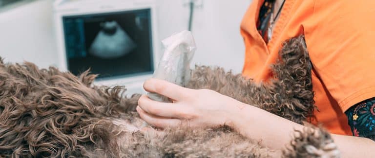 Splenic Masses in Dogs: Algorithms for Differentials, Diagnosis, and Definitive Treatment