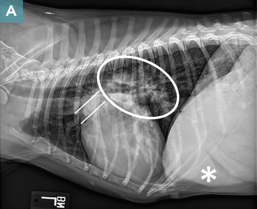 Pulmonary Hypertension In Dogs Today s Veterinary Practice Pulmonary Hypertension In Dogs Today s Veterinary Practice