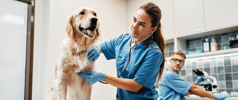 Pulmonary Hypertension in Dogs