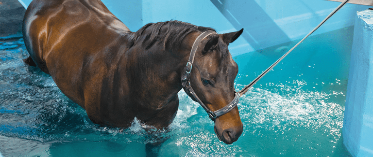Current Equine Rehabilitation and Physical Therapies
