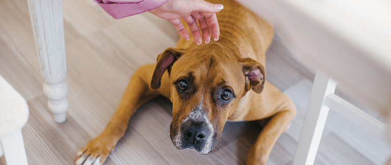 Acquired Myasthenia Gravis in Companion Animals