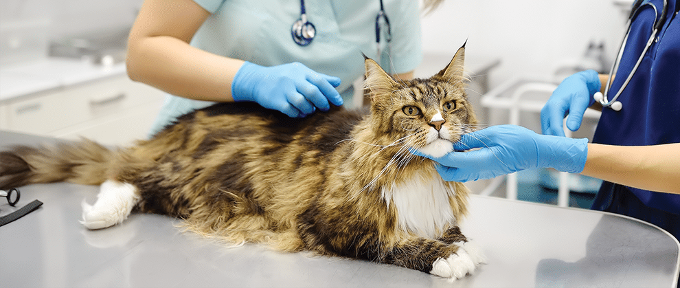 Ticks and Tick-Transmitted Diseases in Cats - Featured Image