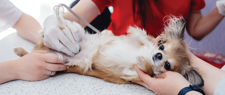 Top Questions From General Practitioners About Pancreatitis in Dogs