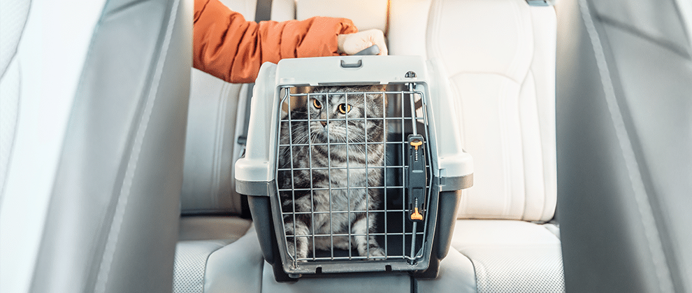 What’s New With Feline-Friendly Previsit Pharmaceuticals - Featured Image