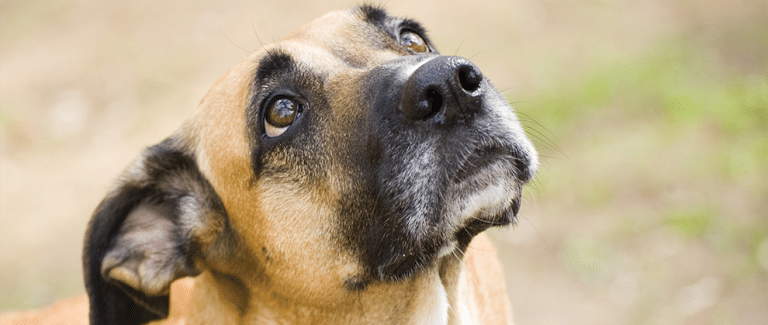 Helping Animals Live Longer: Targeting the Hallmarks of Aging