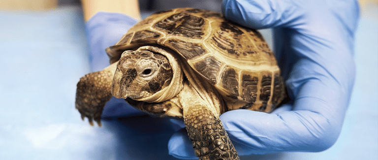 Performing Physical Examinations of Reptiles in General Practice